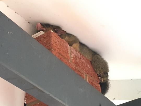 Possum On Top Of Brick Pier